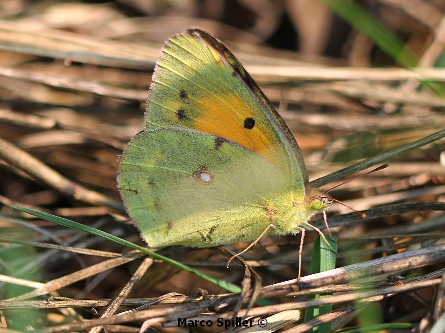 Farfalla da identificare - Colias crocea